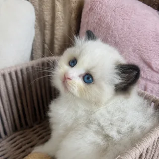 Royaume d’Élégance Bijou、シール・バイカラーのラグドールの子猫、生後7週、自分のベッドでくつろいでいる