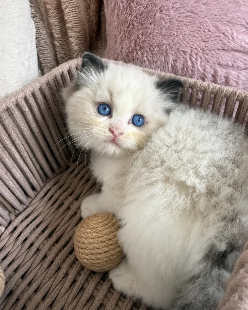 Royaume d’Élégance Bijou as a kitten, nestled in his basket with his ball, big blue eyes