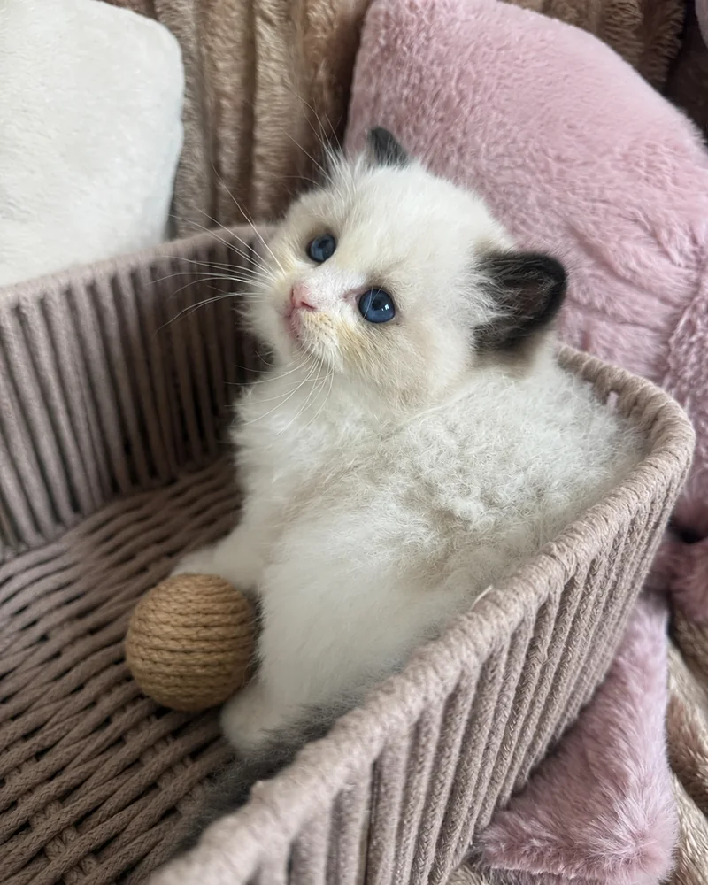 Royaume d’Élégance Bijou as a kitten in his basket, gaze raised
