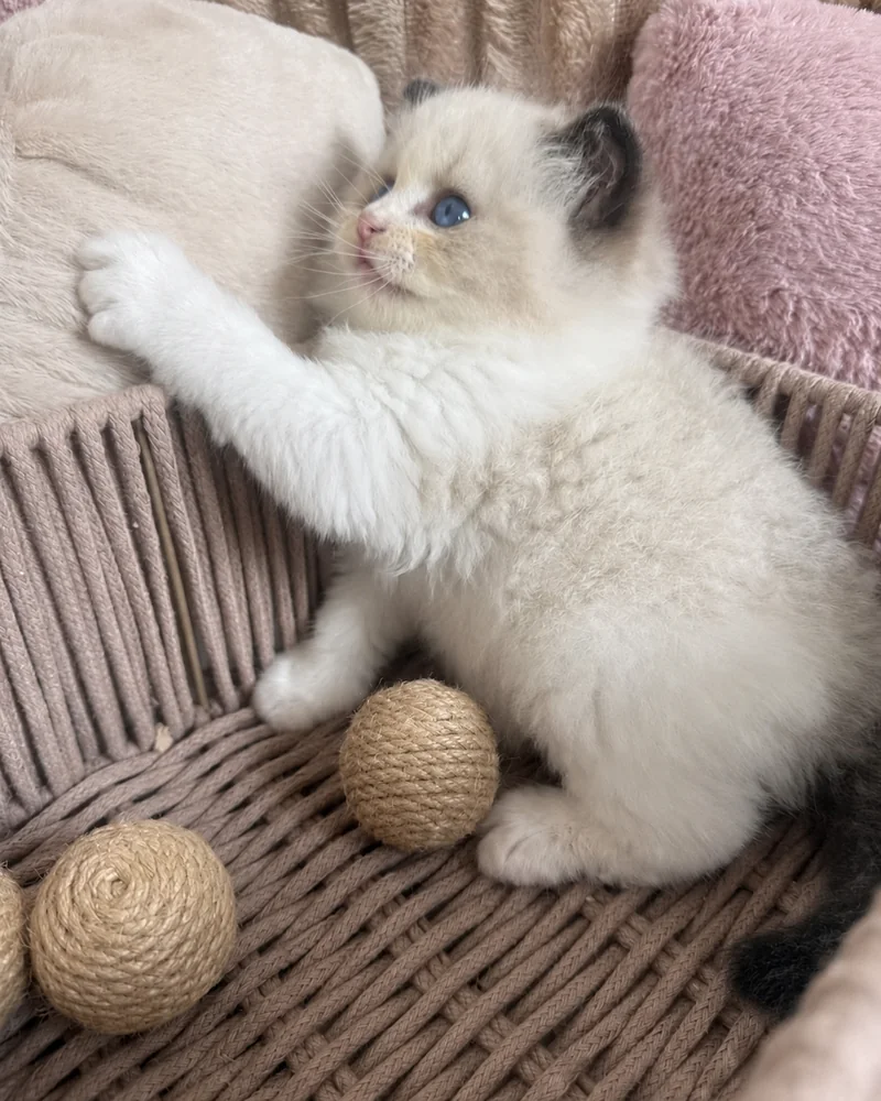 Royaume d’Élégance Bijou as a playful kitten, climbing out of his basket