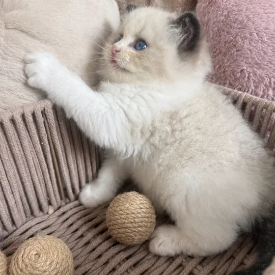 Royaume d’Éléganceのキャッテリーで、かごから出てくる子猫時代のBijou