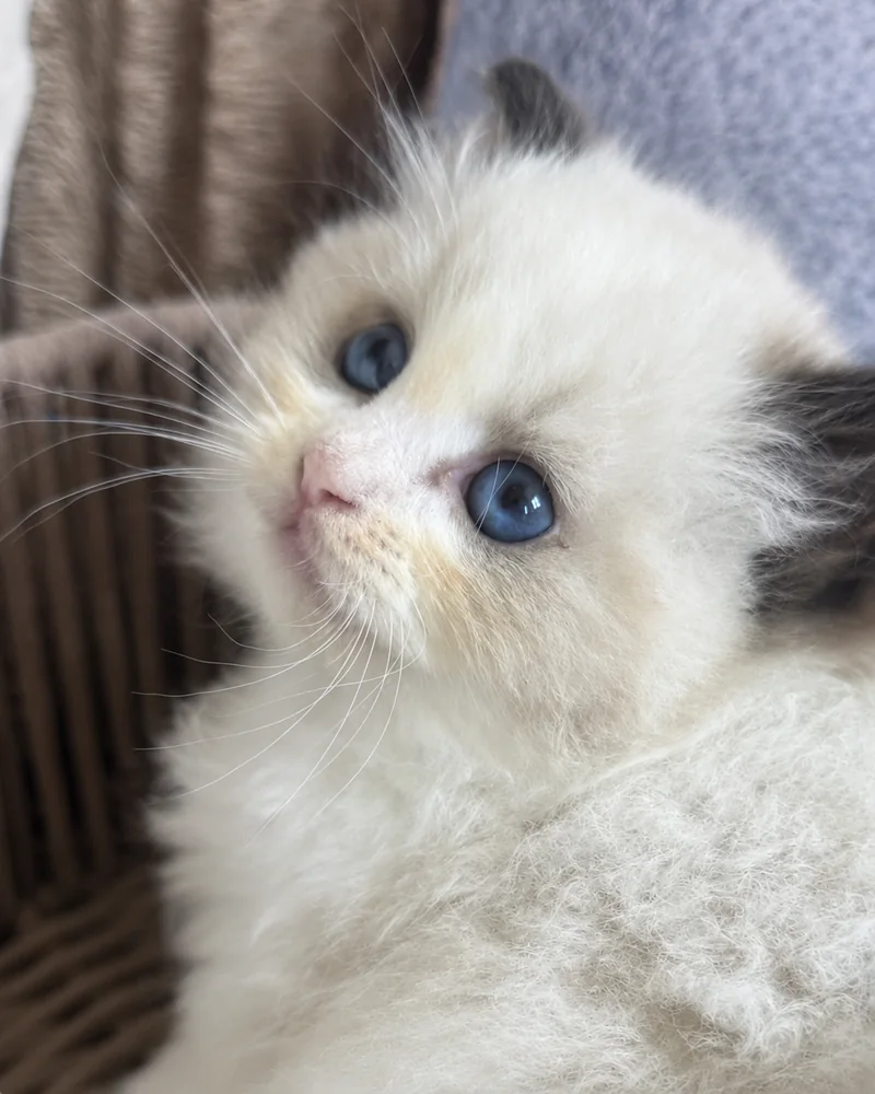Royaume d’Élégance Bijou in close-up, pink nose and deep blue gaze