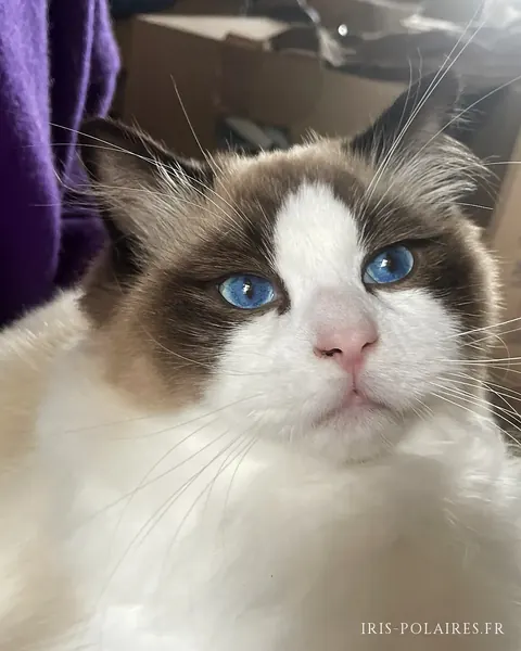 Royaume d’Élégance Bijou en gros plan, masque seal et yeux bleus