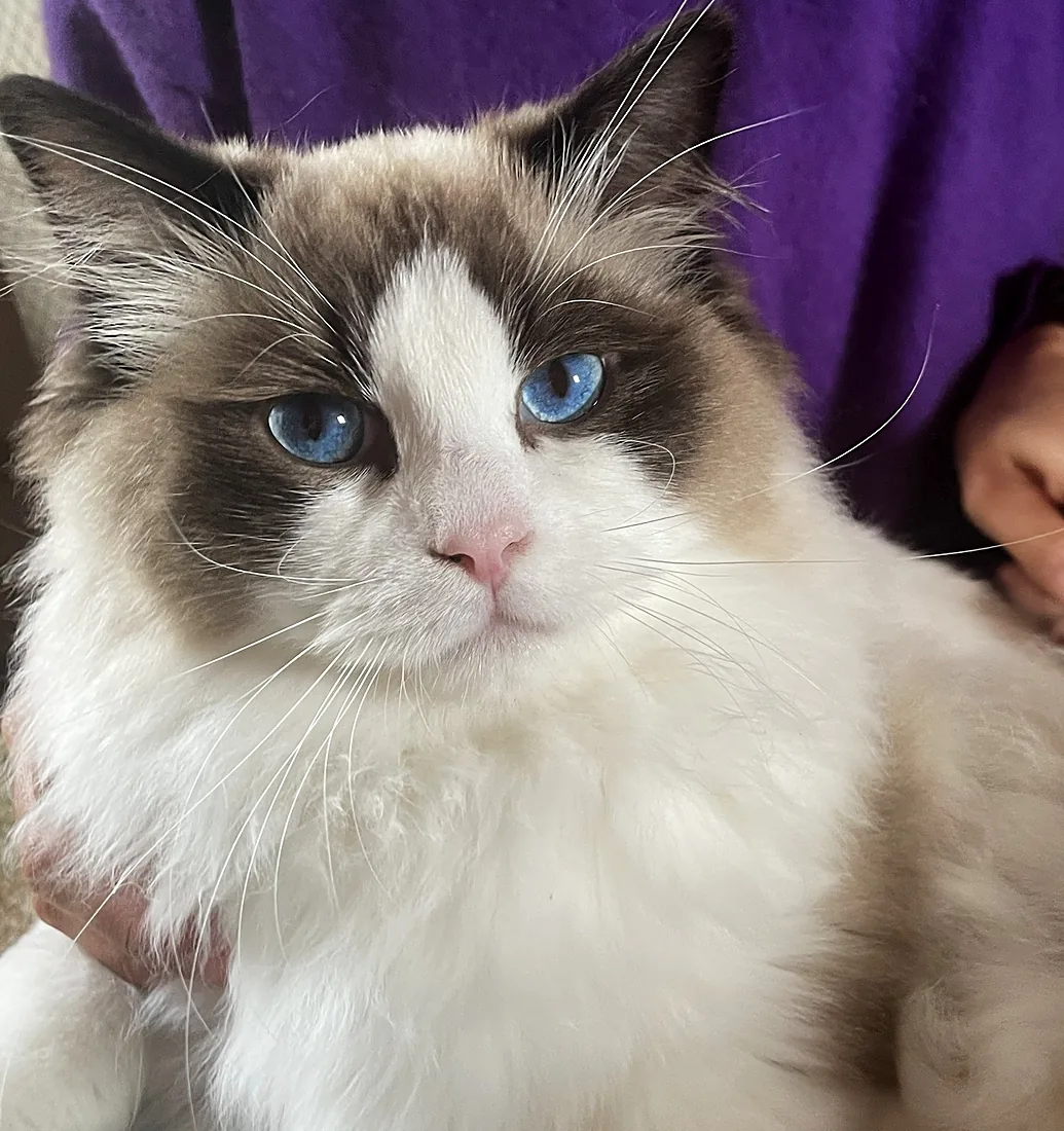 Royaume d’Élégance Bijou, junger Ragdoll-Kater in seal bicolor mit blauen Augen