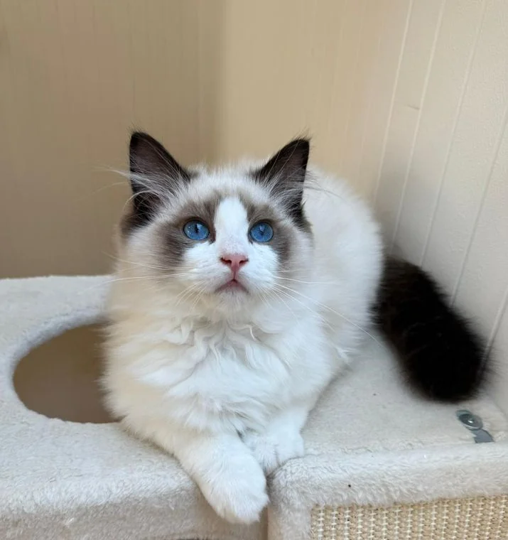 Royaume d'Élégance Bijou, mâle Ragdoll seal bicolore