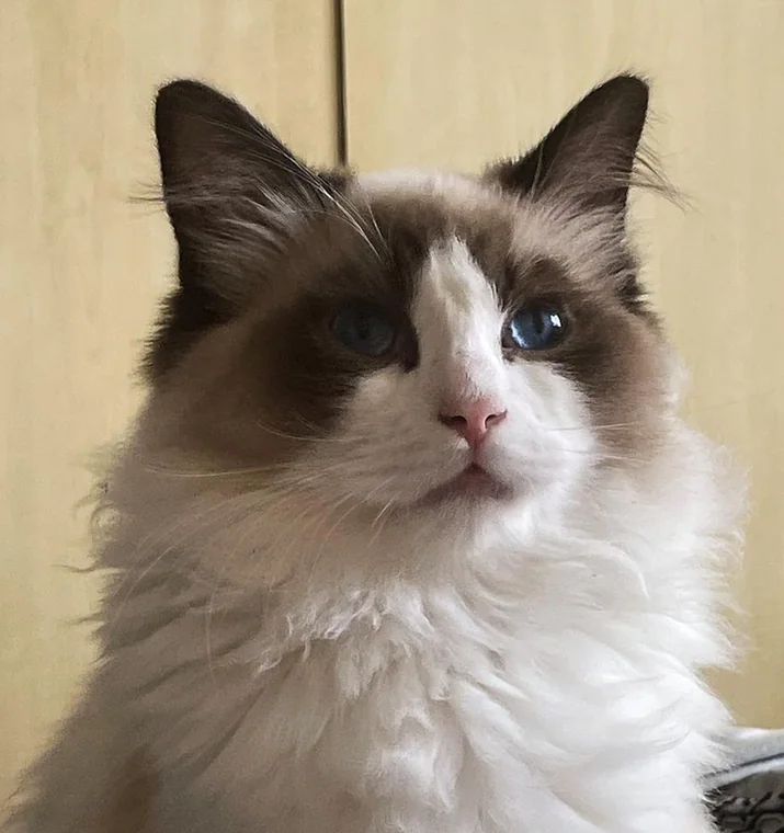 Royaume d’Élégance Bijou, seal bicolour Ragdoll male