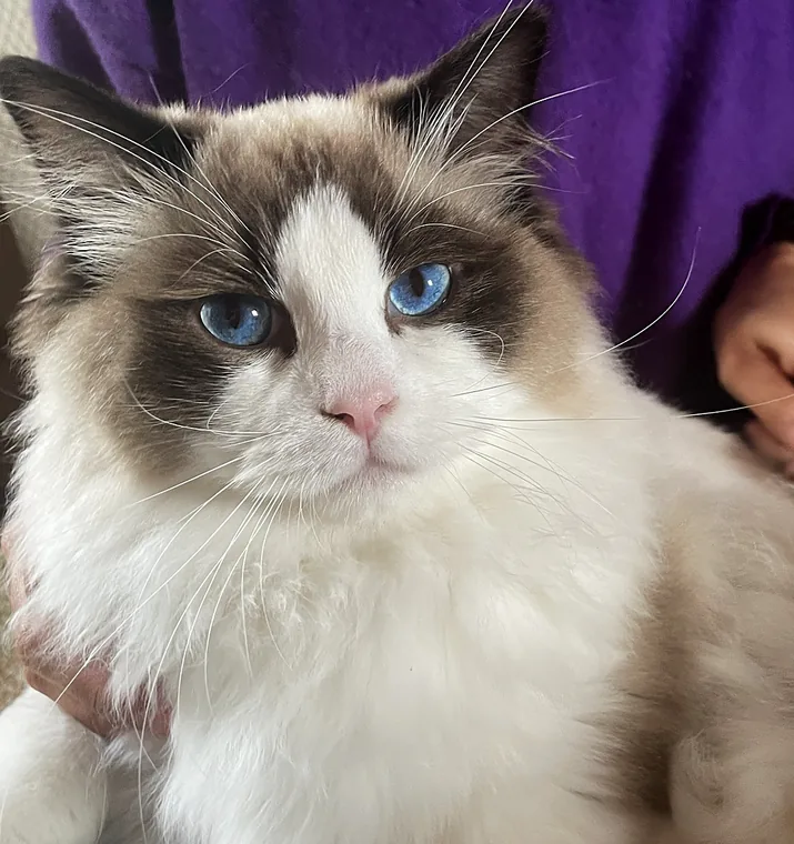 Royaume d’Élégance Bijou, Ragdoll-Kater in seal bicolor