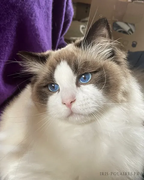 Royaume d’Élégance Bijou, la tête légèrement penchée, le regard bleu fixé sur l’objectif