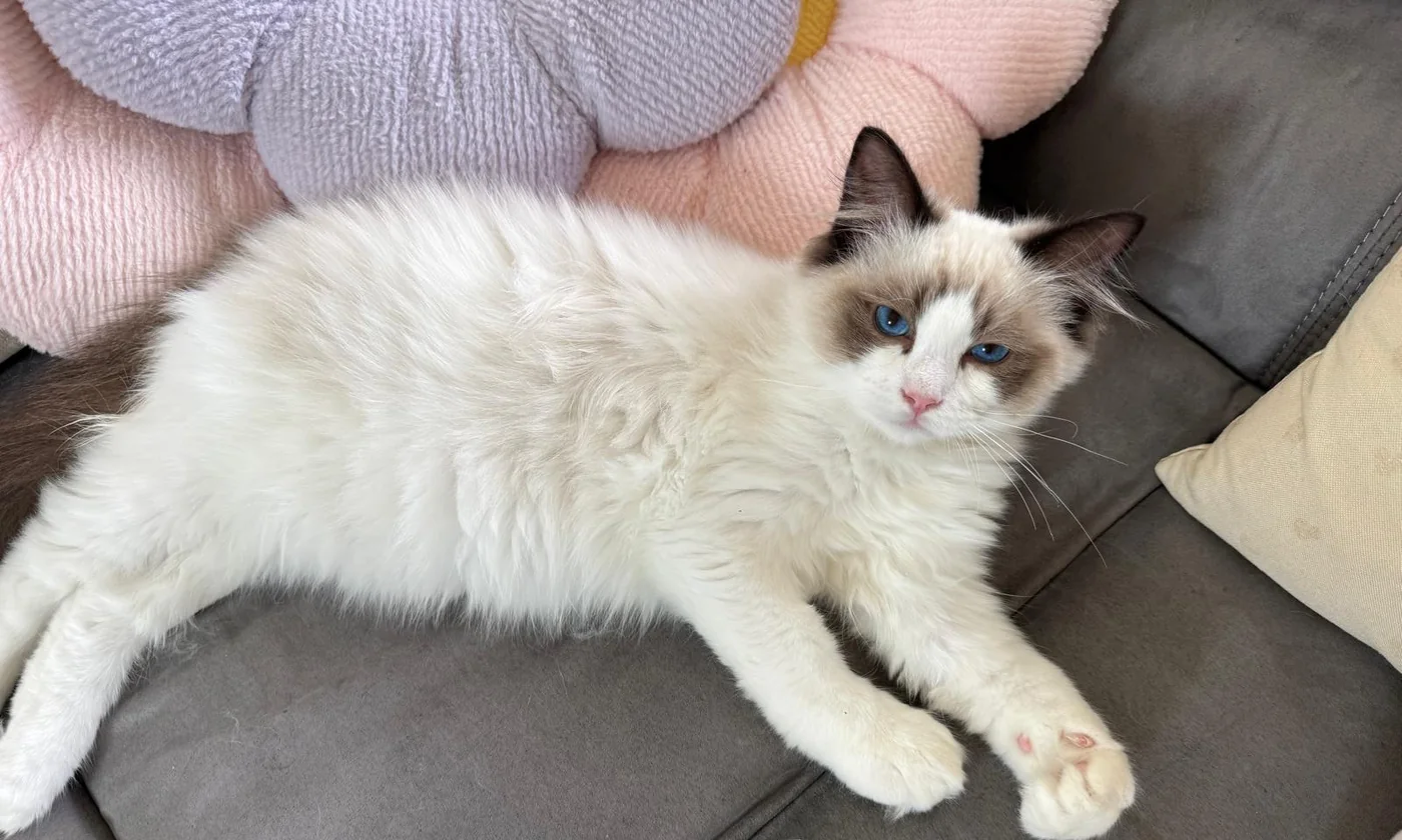 Royaume d’Élégance Bijou, young seal bicolour Ragdoll stretched full length on the sofa