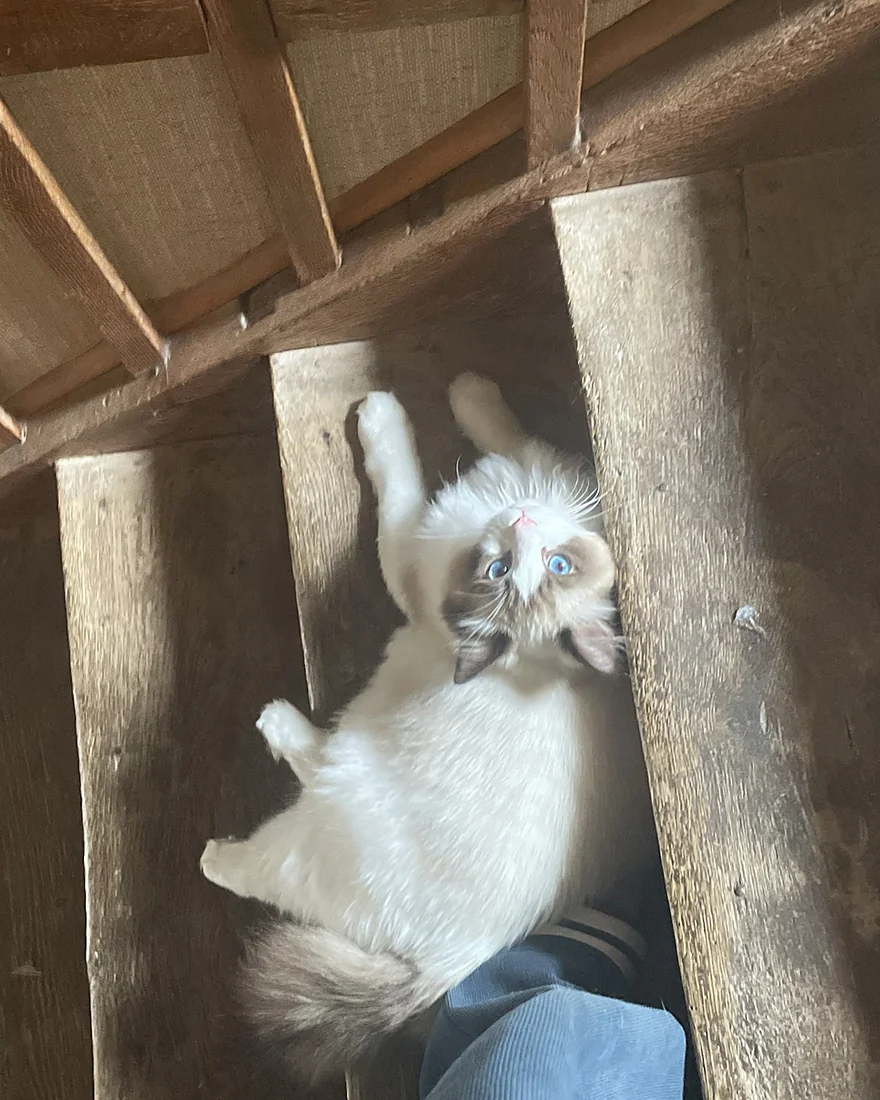 Royaume d’Élégance Bijou lying on his back on the wooden floor, beneath the old beams of the Peyrelevade house