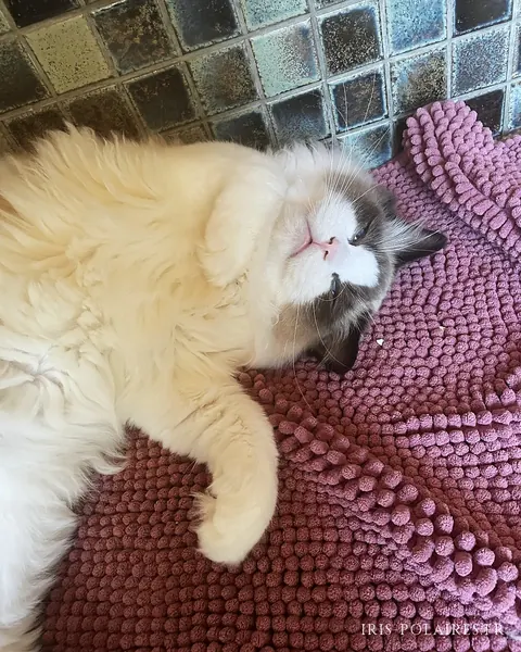 Royaume d’Élégance Bijou couché sur le dos sur un tapis rose, une patte repliée, les yeux fermés