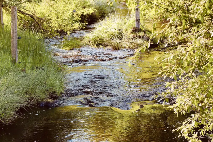 Strumień otoczony wysokimi trawami i listowiem na Plateau de Millevaches w Peyrelevade w Corrèze