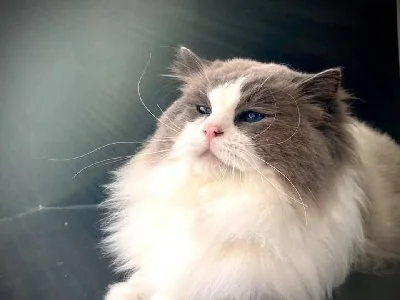 Ryan du Maquis Portovec, Ragdoll seal bicolore, père de Bijou