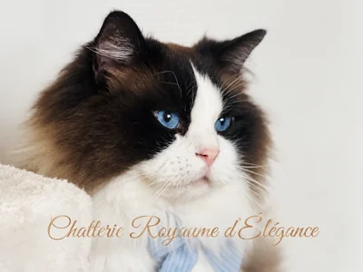 Ryan du Maquis Portovec, Ragdoll in seal bicolor, Vater von Bijou