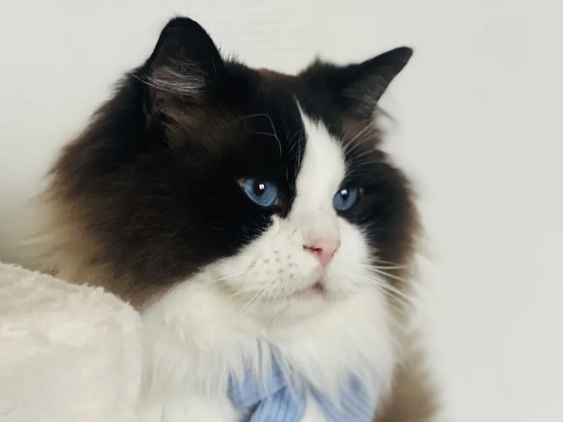 Ryan du Maquis Portovec, seal bicolour Ragdoll, Bijou’s father