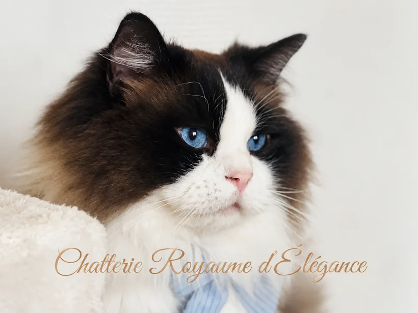 Ryan du Maquis Portovec, Ragdoll in seal bicolor, Vater von Bijou