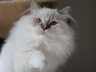 Zooko de Golden Victoria、チョコレートタビーポイント・ミテッドのラグドール、Echo de Narcisse Brontëの父猫